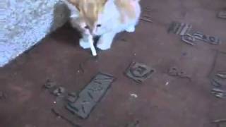 Smoking Kitty - Kitten smokes cigarette