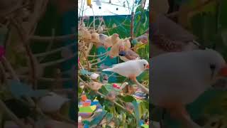 Download lagu jenis jenis burung emprit mp3