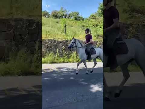 Lot 430 Clifden Connemara sales (23rd August) - Image 2