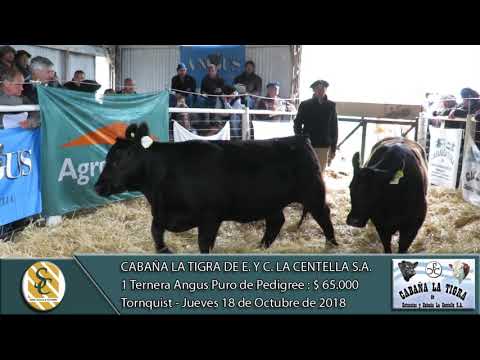 18-10-18 Venta de Terneras Angus y Hereford P.P. - Cab. La Tigra de La Centella  S.A. - Tornquist