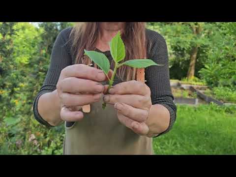 Ta stickling av hortensia