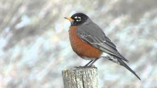preview picture of video 'American Robin at Condie Nature Refuge April 8 2015'