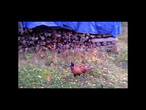 Horst der Fasan alias "der Road Runner"