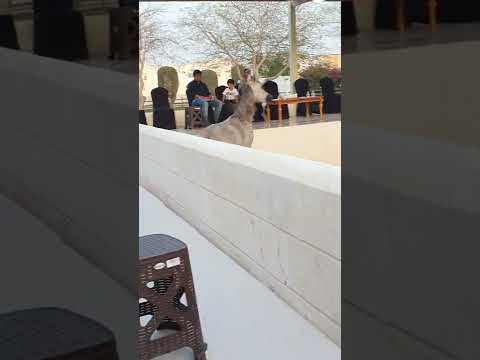 AMANI ALRAYYAN ( FARHOUD AL SHAQAB  × MARWA ALRAYYAN)