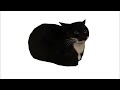 Maxwell The Cat 1 Hour