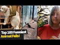 Top 100 ULTIMATE Funniest Animal Fails C Top 100 ULTIMATE Funniest Animal Fails C