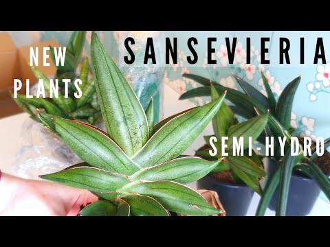 , title : 'Sansevieria | Converting New Plants to Semi-Hydro + 1 Month Update | Rot & Propagating'