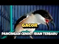 Cendet Gacor Roll Tembak Full Isian Terbaru