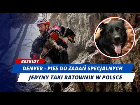RATOWNIK NA CZTERECH ŁAPACH!