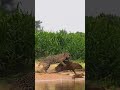 Epic Sighting Of Jaguar Killing A Capybara Today Shorts Jaguar Bigcat Wildlife