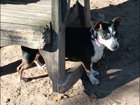 Macy, an adoptable Rat Terrier Mix in Wallis, TX_image-1