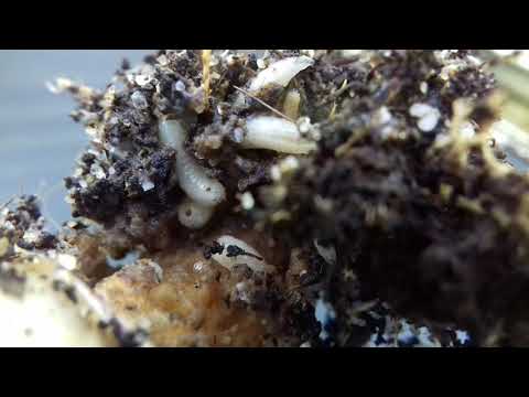 Delia radicum larvae in broccoli plant roots - 20180531 181343
