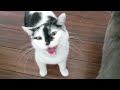Kitten Loudly SCREAMING His Head Off For Food Chews Air