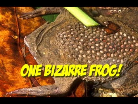 Lyra Gaboardi on the Common Surinam Toad June 2021 Monthly Meeting