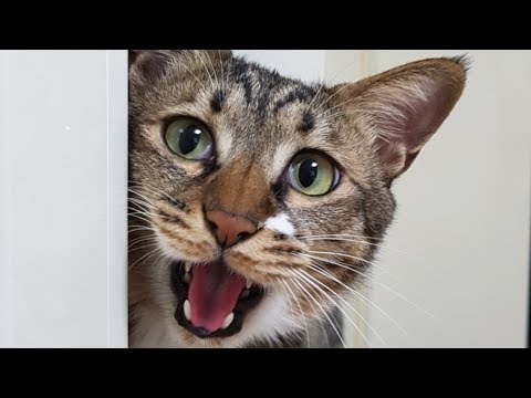 Signs That Your Cat Is Crying For Help - YouTube