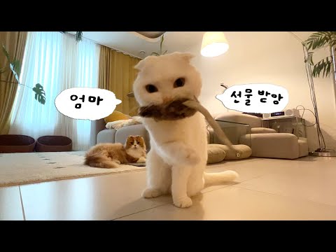 고양이가 쥐를 잡아왔다.. 고마워..
