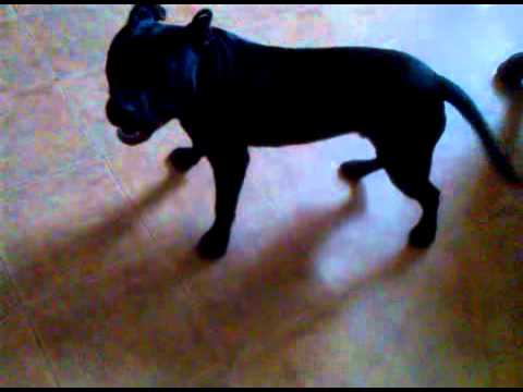 can your dog do this?