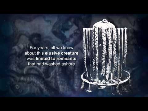 Matter of Fact: Giant Squid | SciTech Now