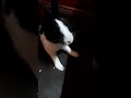 Hello Jonogon Funnybunny Tometo