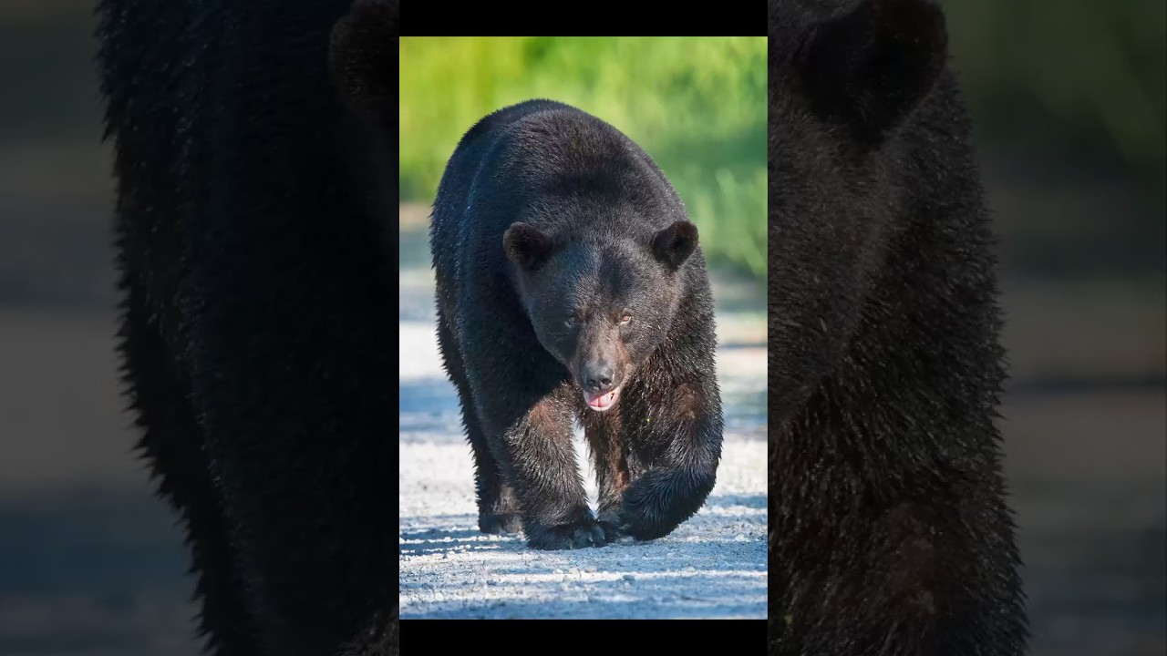Stop 98% of Bear Attacks w/this method #blackbear #bearbehavior #bearlife #hiking #hikingadventures