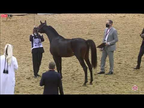 N 292 AATEEQ AL SRAIYA   23rd Qatar National Arabian Horse Show   Yearling Colts Class 6B