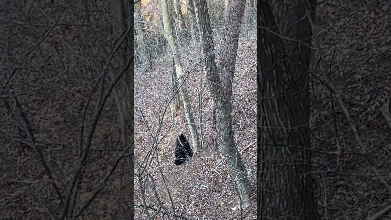 It' Official...our new pet! The BEAR is Back!