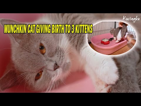 Munchkin Cat Giving Birth to 3 Kittens  10 Days