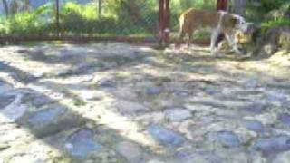 MASCOTAS FINCA DE LA VEGA PACHYS PERICLES Y LAIKA