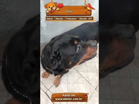Vídeo de Zeus