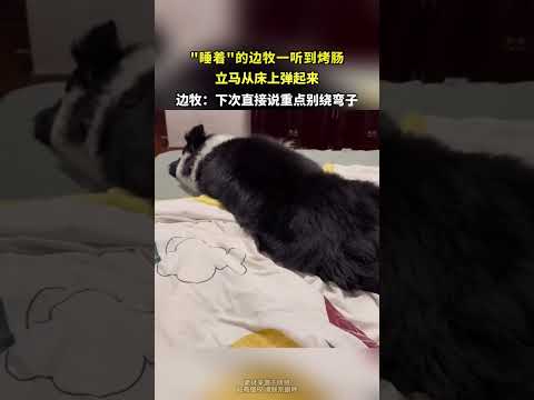 睡着的边牧一听到烤肠 立马从床上上弹起来