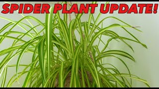 Spider Plant Repot - Update - Houseplant Hacks