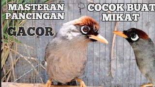 Download lagu masteran andalan Burung Poksai Mandarin Gacor Full Variasi Mewah Banget ll Terbaru ll AMPUH mp3 Download lagu masteran andalan Burung Poksai Mandarin Gacor Full Variasi Mewah Banget ll Terbaru ll AMPUH mp3