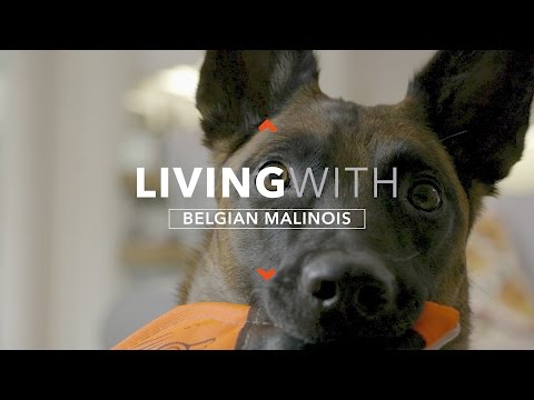 ALL ABOUT LIVING WITH THE BELGIAN MALINOIS