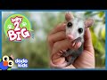 Adorable Possum Slobbers All Over Rescuers To Show His Love Baby 2 Big Dodo Kids