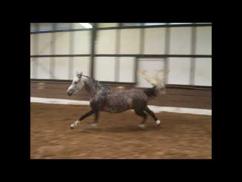 EMMAS PRINZESSIIN 6j. DR v. Märchenprinz -for sale-