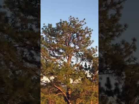 El Salvador en la zona alta de perquin morazan