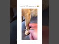 #funnypetvideos #funnyvideos #pet #trending #dog  #doglover #pet #animal #funny #dogcute