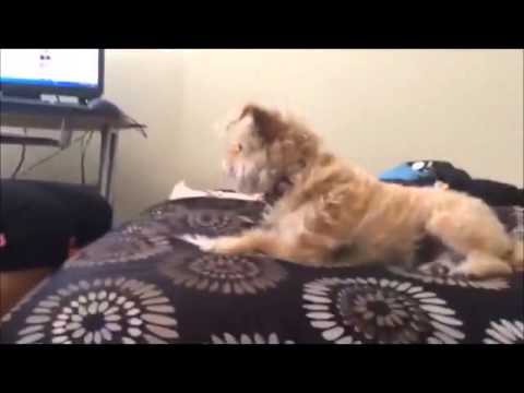 Psychology Dog Experiment