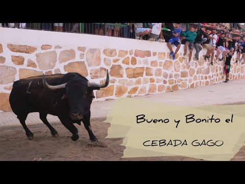 Gran toro para abrir fiestas en Almenara - Cebada Gago y torre de Onofre - 27 Septiembre 2025