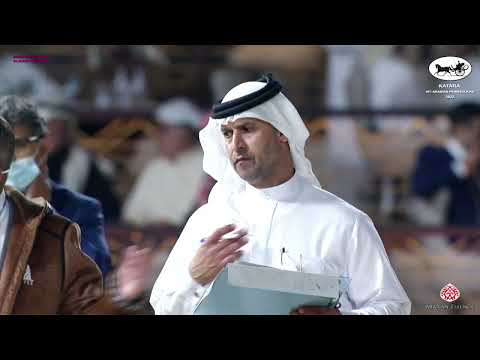 N 144 DOHA AL ZOBARA   Katara Int  Arabian Peninsula Horse Show 2022   Mares 4 to 6 Years Old Class