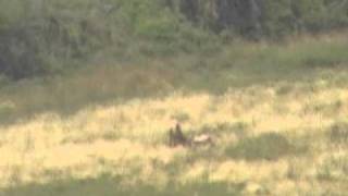 preview picture of video 'Awesome Bull Elk Fight'