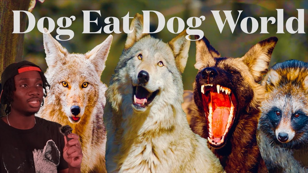 The Absolutely Ruthless World of the Canines