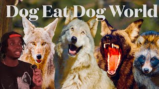 The Absolutely Ruthless World of the Canines