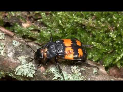 Nicrophorus vespilloides