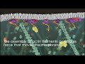 Newswise: Celldance Videos Intrigue Viewers at 2017 ASCB|EMBO Meeting with Stories of How Pathogens Invade; How Cells Navigate