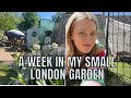 RABBIT IN THE GARDEN A WEEK IN MY SMALL LONDON GARDEN