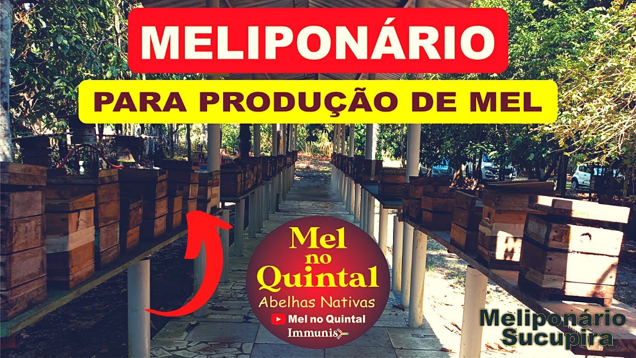 MELIPONÁRIO para PRODUÇÃO de MEL, abelhas sem ferrão, ÓTIMOS resultados.