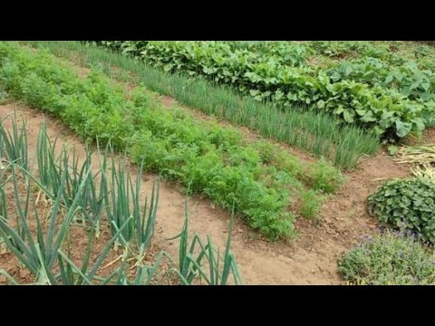 ماذا ازرع شهر 12 ديسمبر دجنبر كانون اول الزراعة الشتوية زراعة في شهر ديسمبر و يناير