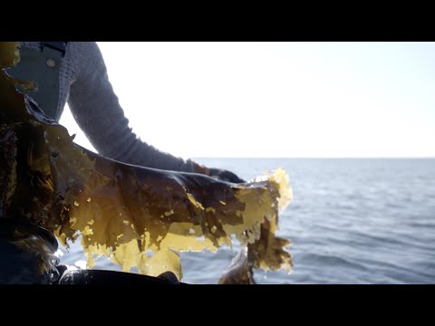 Why kelp farming is the perfect complement to lobstering