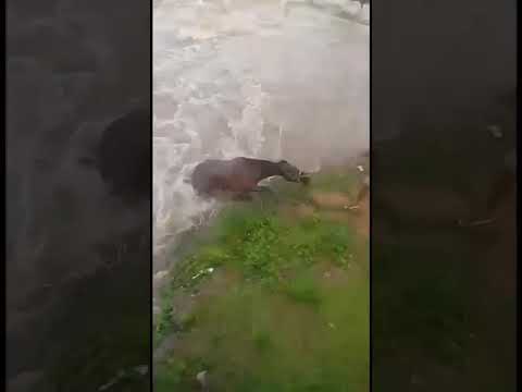 Cavalos são levados por enchente de açude em Caraúbas